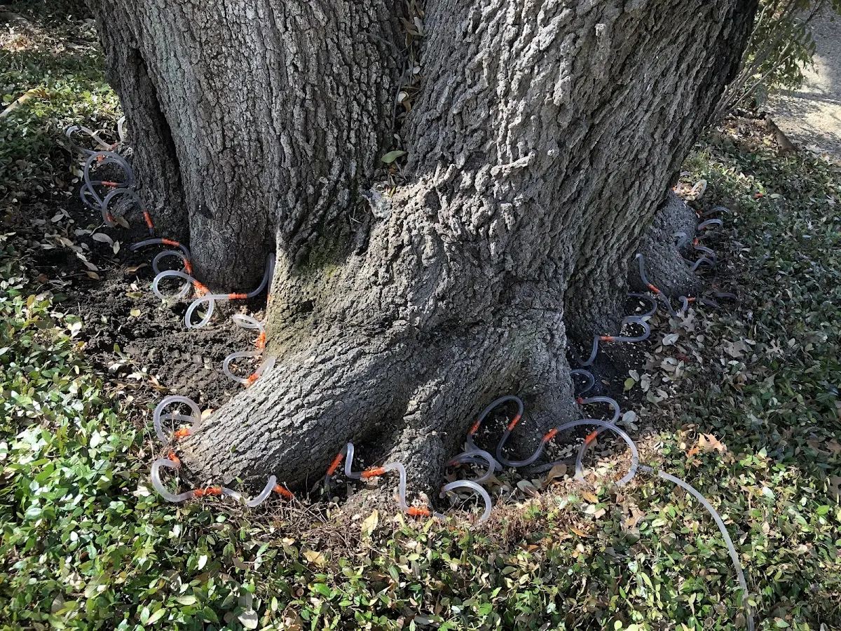 Detailed Tree Cabling and Bracing job site in Bergholz