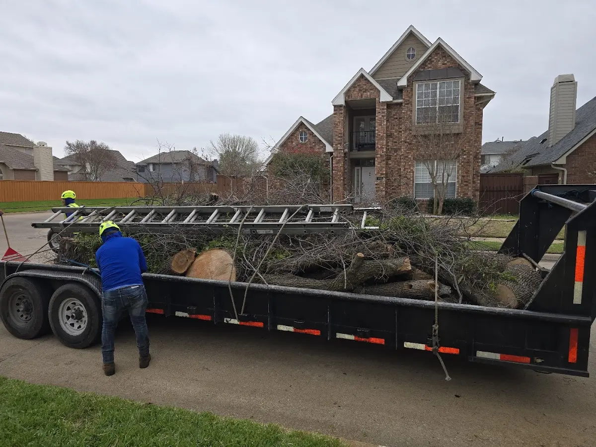 Expert Tree Removal with proper safety equipment in Bergholz